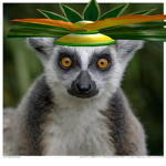 King Julien's glorious army
