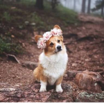 Lil puppies group