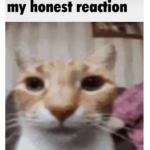 Nekoify's Cats