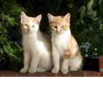 the rageing cats