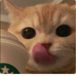 Mɪʟᴋʏ Cᴀᴛs