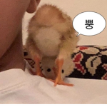 꼬꼬와 꽥꽥이의 소통그룹
