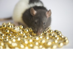 The Mouse/Rat Gang