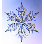 Snow #