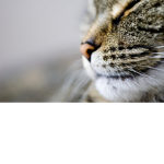 Cat fans only!!