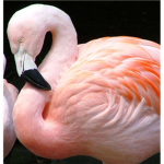 Pink Group!