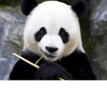 Mr Panda’s Group