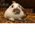 RabbitFam