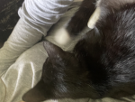 Gizmo Coco and poka for life