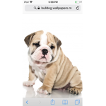 Bulldog love