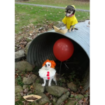 Sorteos de robux.