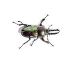 Stag beetles united