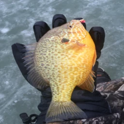 +1 fish per second icon