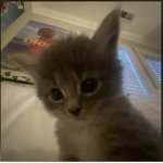 Miss Heidi |
