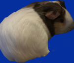 Rodent studios Puchi