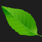 Leaves Studios.