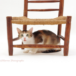 Cat under a chair