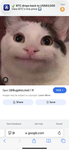 The 640 kitty cats