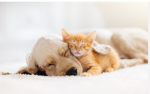 Die kleinen hunde und Katzen