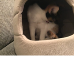 I love cats they are the best
