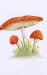 Mushroom Hangout VC