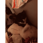 Cats0ayanoz