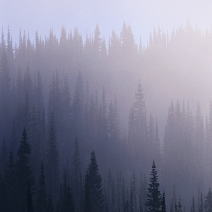 Aesthetic Roblox decal