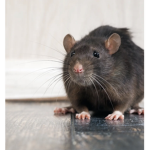 Raty_cleetus fan club