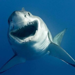 ~shark stans~