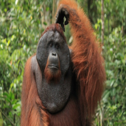 Orangutan Room