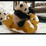 lol pandas