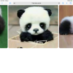 Animal’$
