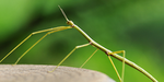 STlCKBUG ARMY