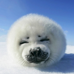 Seal Workshop