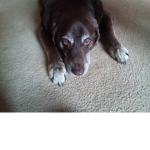 The best dog ever!