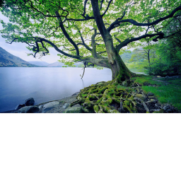 nature of nutty crew
