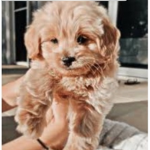 Puppylovegirls