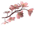 The Cherry Blossom Restaurant