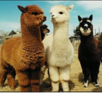 ~|Fluffy Llama’s|~