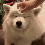 STUDIO OF DOGGOS