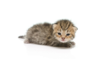 CATScatsCATcats