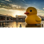 DA DUCK INVASION