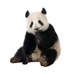Panda HQ