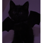 Cat Cat’s Clothing