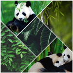 PandaiiAsia’s group