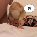 로블록스 : 이쁜 언니들