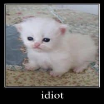 idiot cat Roblox decal
