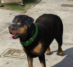 Dogsaresupercoolfr