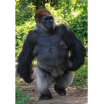 chill gorillas