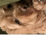 Dog group for life. Woof woof